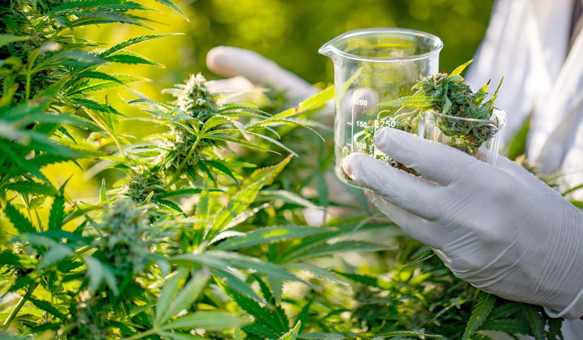 A scientist sorts medical marijuna leaves in a plantation. The completion of cconstruction works of the cannabis production facility in Musanze district has been extended to September. Net photo