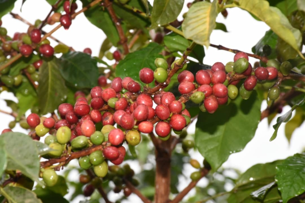 With 2,850 metric tons of washed coffee and 14,250 metric tons of fresh coffee harvested annually from over 10 million coffee trees, the district aims to expand its coffee plantations to all 14 sectors.