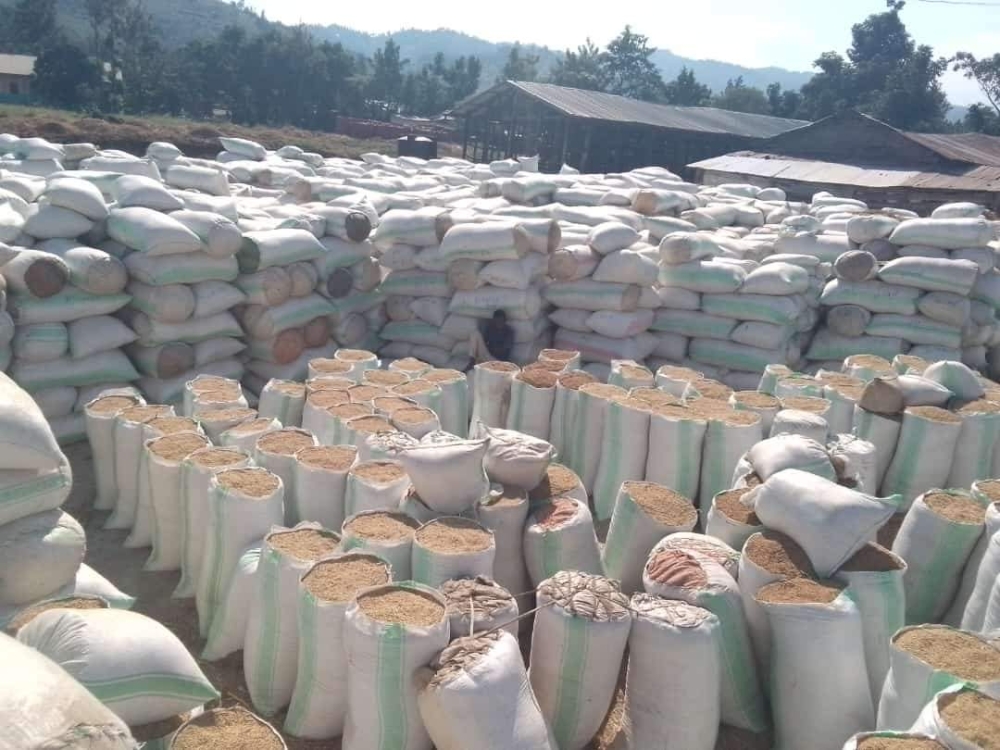  A total of 3,850  tonnes of rice from Bugarama that have been stranded at the stores due to lack of market, got  buyers on Sunday, August 18. According to Rusizi District Mayor Anicet Kibiriga, the produce was purchased by the National Strategic Grain Reserve and EAX (East Africa Exchange) a local company in cross-border trade. Courtesy  