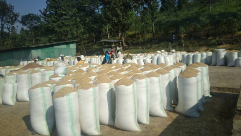 A total of 3,850 tonnes of rice from Bugarama that have been stranded at the stores due to lack of market, got buyers on Sunday, August 18. Courtesy