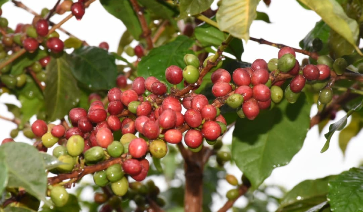 With 2,850 metric tons of washed coffee and 14,250 metric tons of fresh coffee harvested annually from over 10 million coffee trees, the district aims to expand its coffee plantations to all 14 sectors.