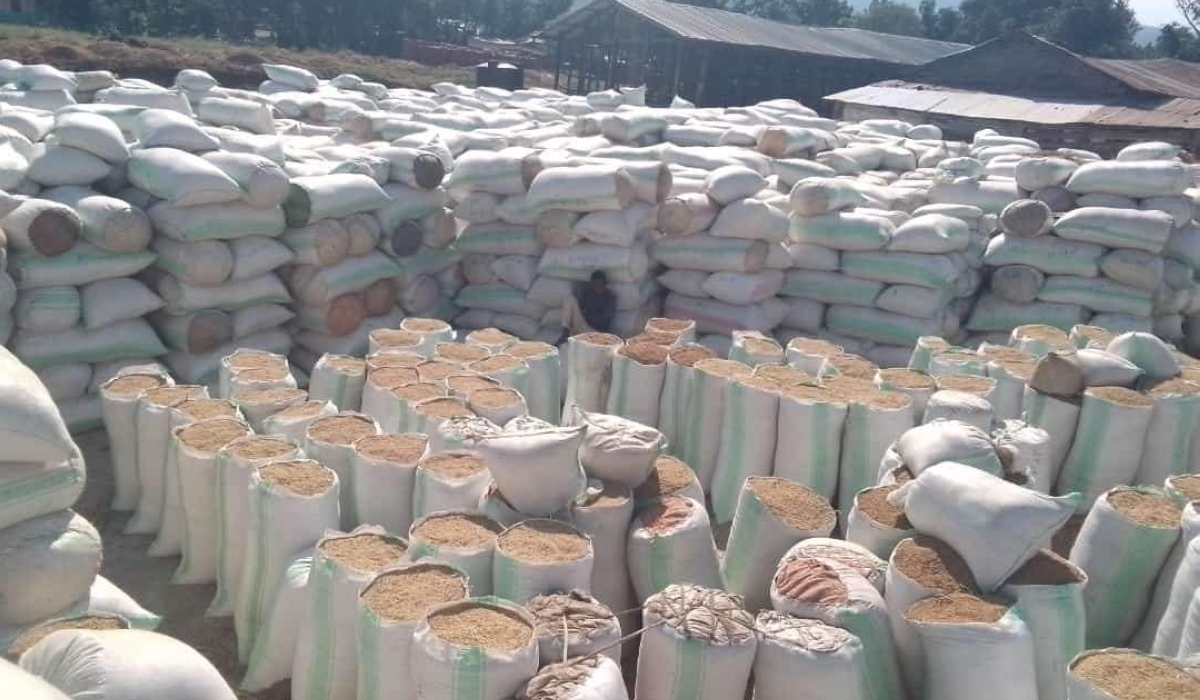  A total of 3,850  tonnes of rice from Bugarama that have been stranded at the stores due to lack of market, got  buyers on Sunday, August 18. According to Rusizi District Mayor Anicet Kibiriga, the produce was purchased by the National Strategic Grain Reserve and EAX (East Africa Exchange) a local company in cross-border trade. Courtesy  