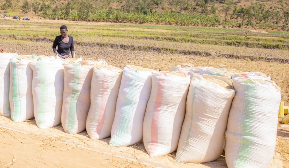 Packages of rice produce that was harvested in Nyagatare District. The government will purchase 26,000 tonnes of rice that lacked buyers, and distribute it for the national school feeding programme. File