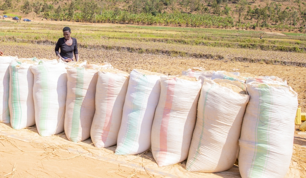 Packages of rice produce that was harvested in Nyagatare District. The government will purchase 26,000 tonnes of rice that lacked buyers, and distribute it for the national school feeding programme. File