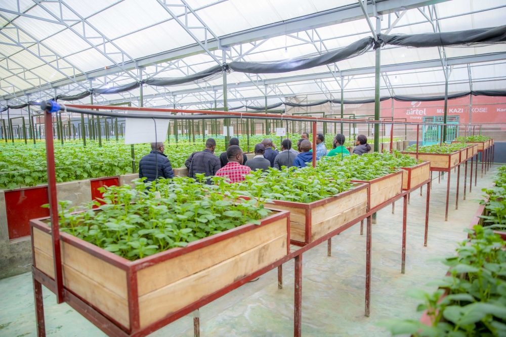 Visitors tour a greenhouse in which the seed multiplication is conducted in Musanze District. Agricultural output in Rwanda is projected to rise by 10% in the 2025 Season A. Courtesy