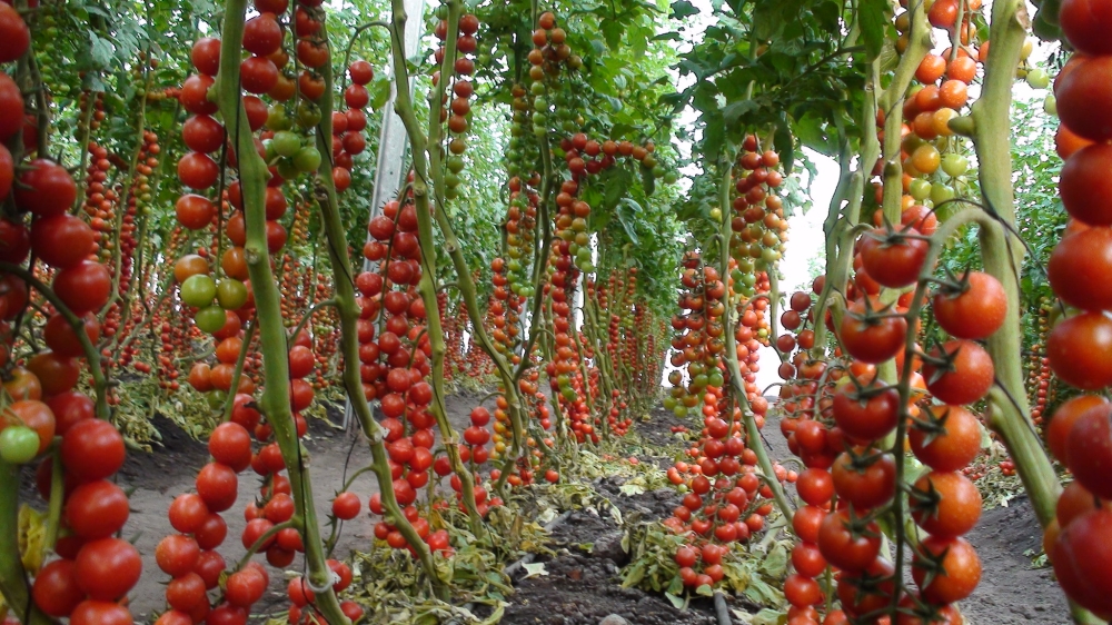 The tomato produce that were grown in a green house at Murindi in Gasabo District. Courtesy