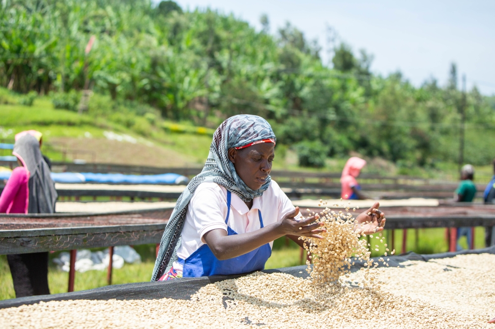 Farmers drying their coffee produce  in Ngoma District.Coffee is one of Rwanda’s top agricultural exports.. Photos by Dan Gatsinzi