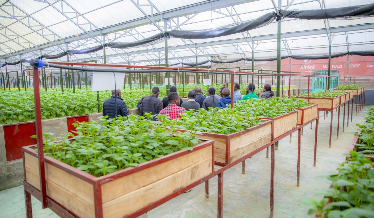 Visitors tour a greenhouse in which the seed multiplication is conducted in Musanze District. Agricultural output in Rwanda is projected to rise by 10% in the 2025 Season A. Courtesy