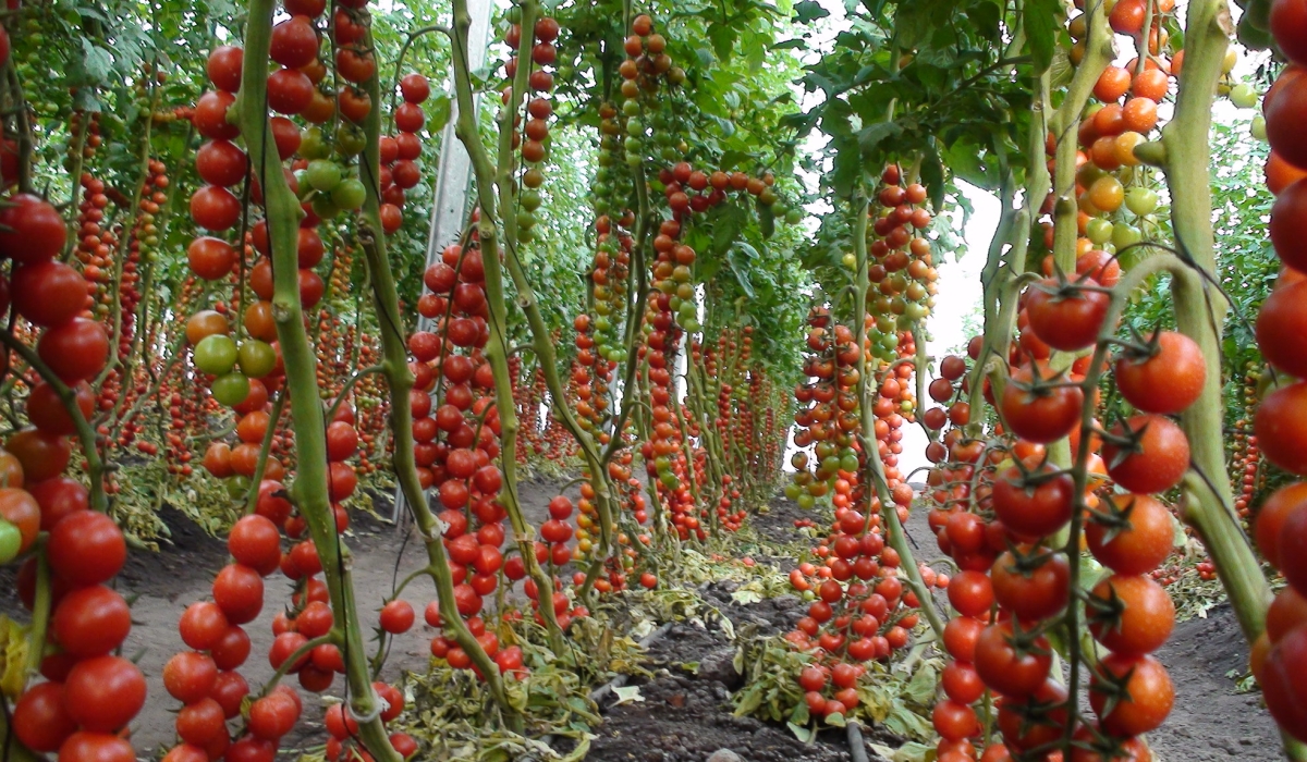 The tomato produce that were grown in a green house at Murindi in Gasabo District. Courtesy