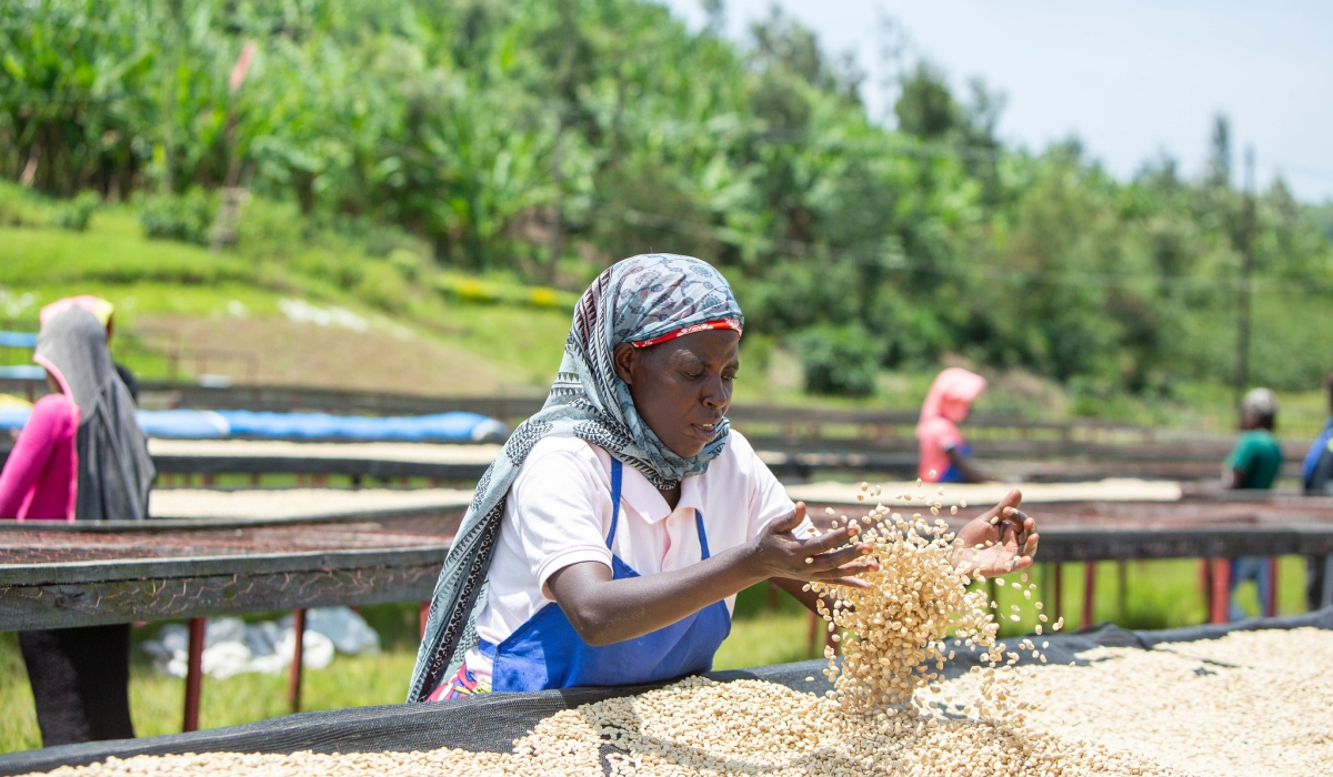 Farmers drying their coffee produce  in Ngoma District.Coffee is one of Rwanda’s top agricultural exports.. Photos by Dan Gatsinzi