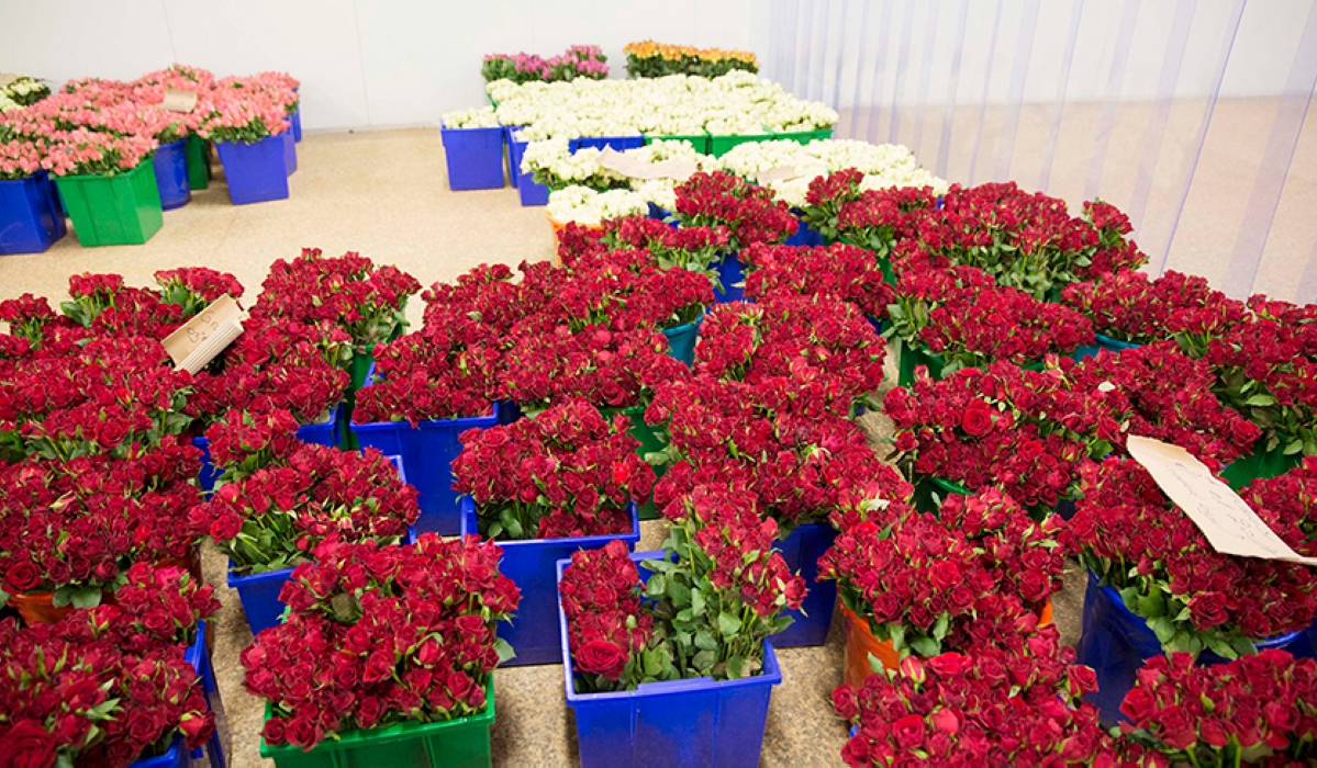 Flowers for export in the collection room at Gishari Flower Park Project,  Rwanda&#039;s flower export volumes  gradually declined between 2022-2023 and 2023-2024 Photo by Sam ngendahimana