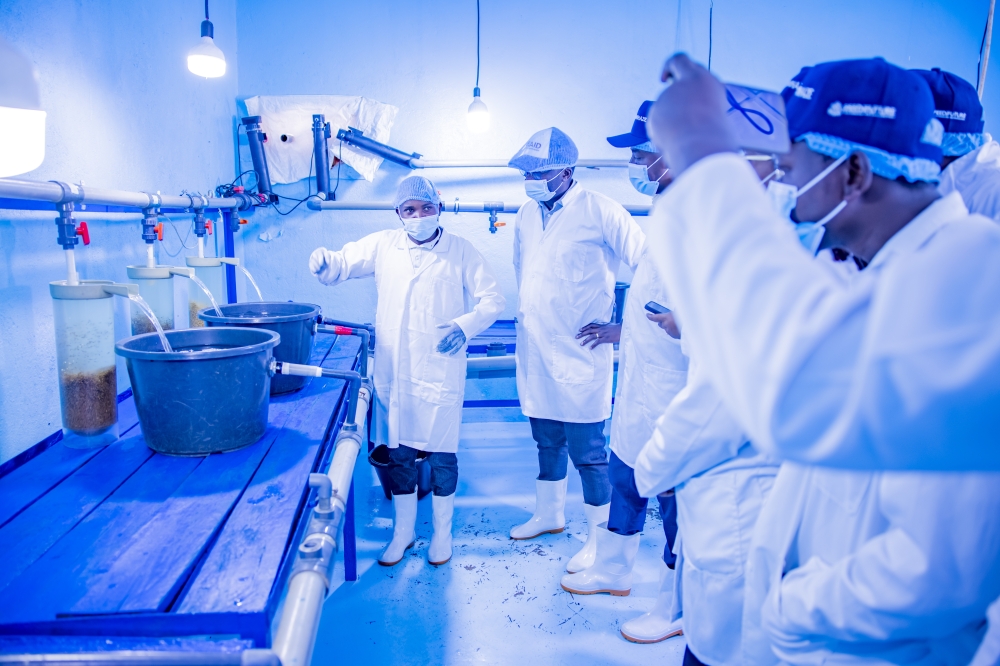 Workers at Fine Fish Limited, one of the hatcheries that have been approved by the government.