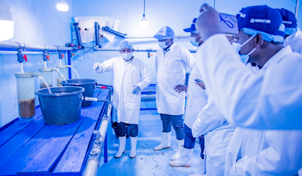 Workers at Fine Fish Limited, one of the hatcheries that have been approved by the government.