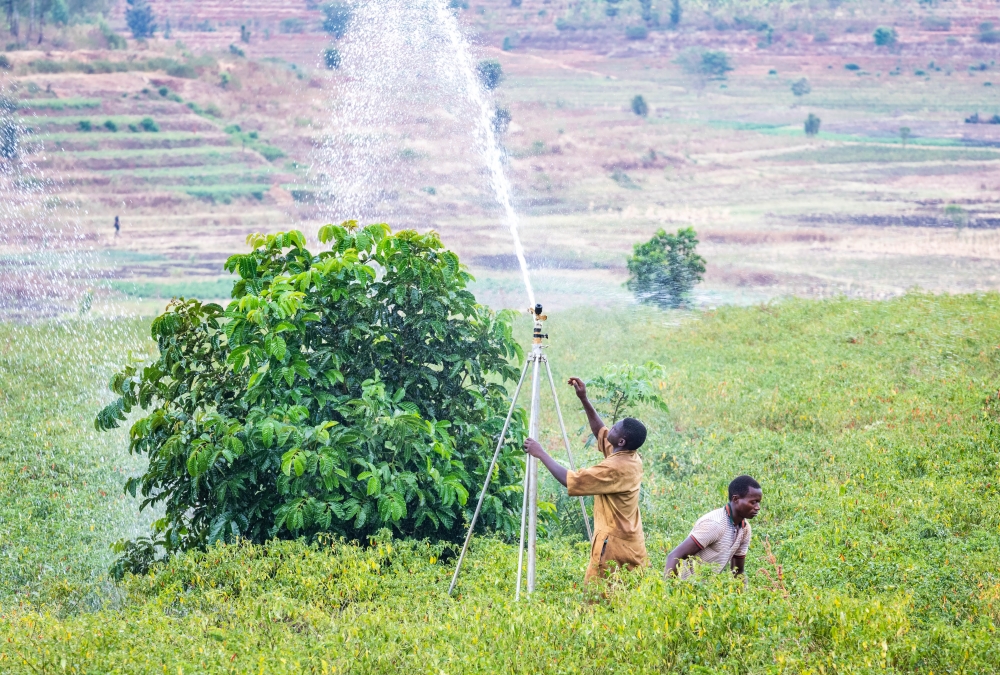 Farmers irrigating chills pepper crops in Kayonza District, the intra-African agricultural trade reached a new high of $17 billion, finally surpassing its previous peak in 2013, and 2024. Photo by Craish Bahizi