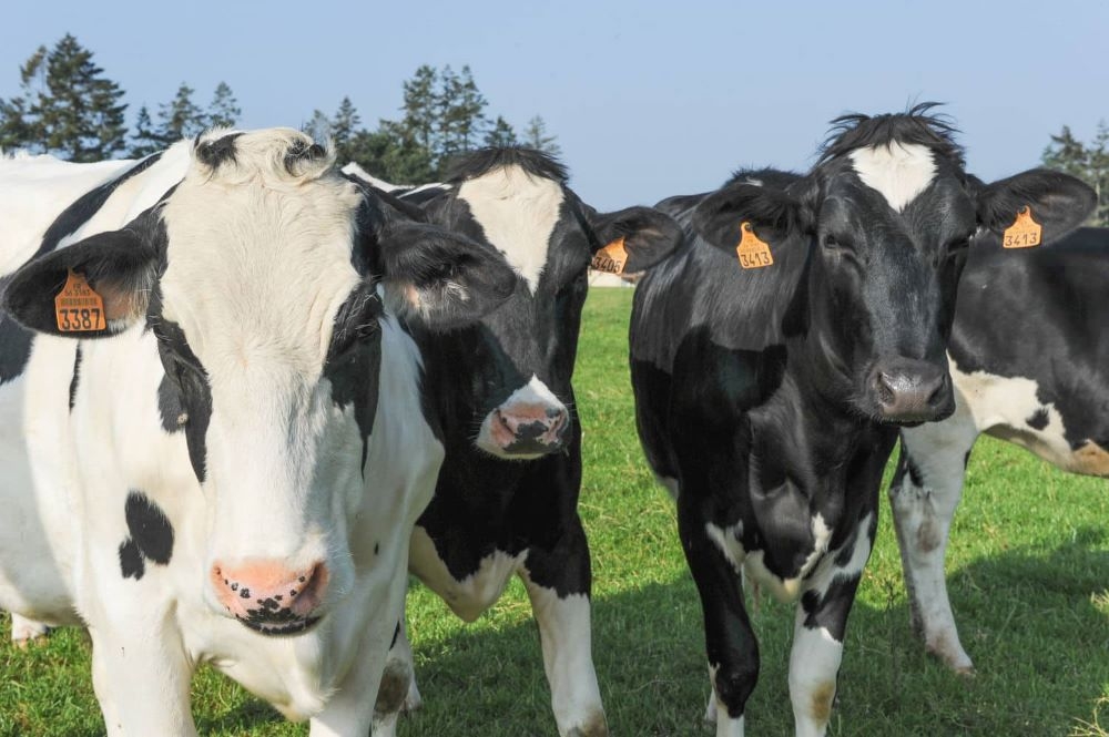 Diary cows that give sufficient milk. A new project of the Ministry of Agriculture and the International Fund for Agricultural Development (IFAD), aims to transform Rwanda’s dairy sector.