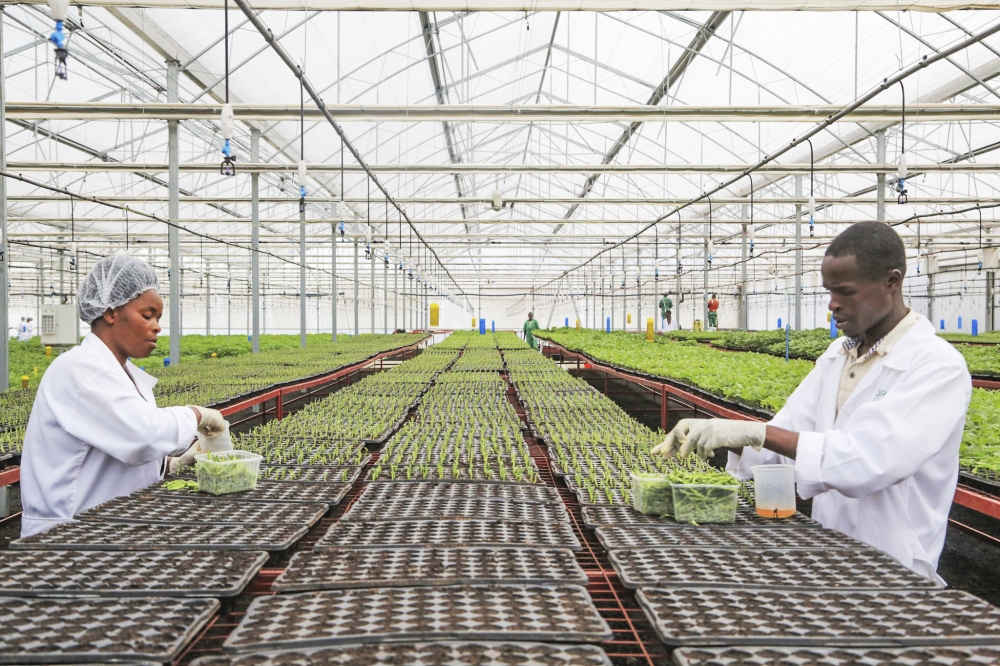 Agronomists work in a potato seed multiplication centre in Musanze District. Rwanda is getting ready to test genetically modified potato varieties resistant to late blight.  Sam Ngendahimana..