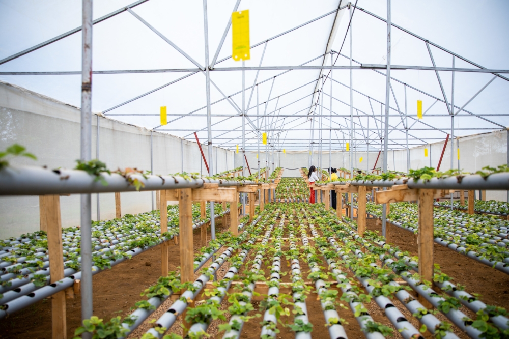 One of Doreen Karehe&#039;s greenhouses in which juicy strawberries are growing in hydroponics in Bugesera District. Photo by Olivier Mugwiza