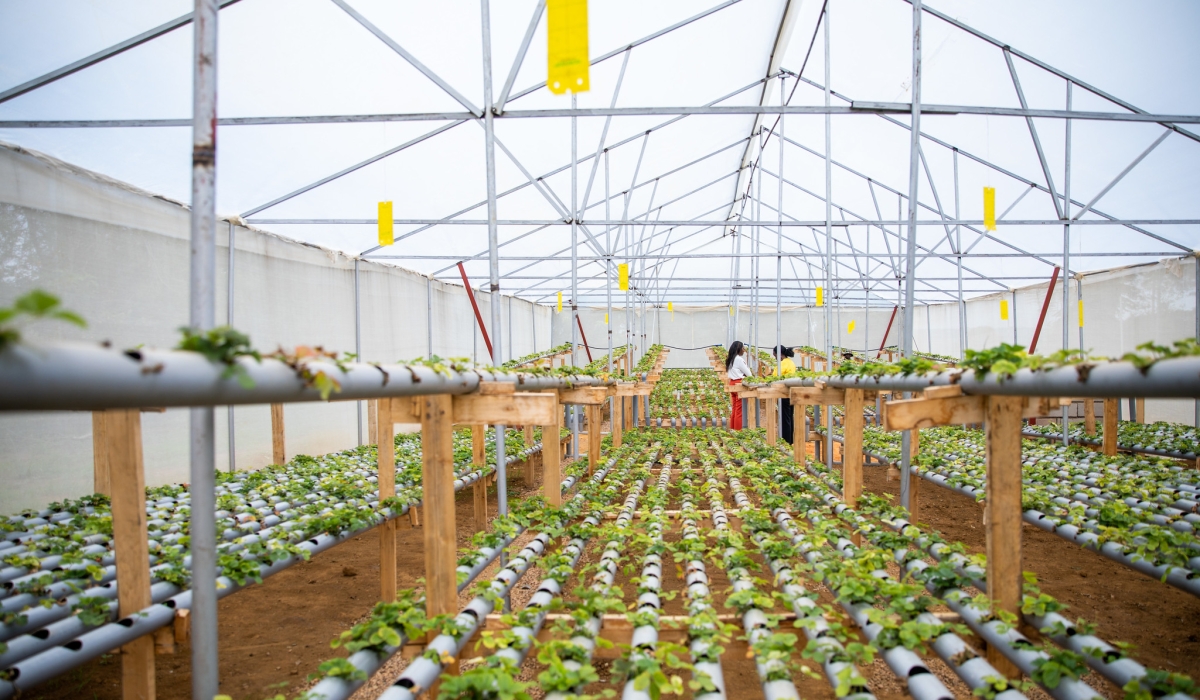 One of Doreen Karehe&#039;s greenhouses in which juicy strawberries are growing in hydroponics in Bugesera District. Photo by Olivier Mugwiza