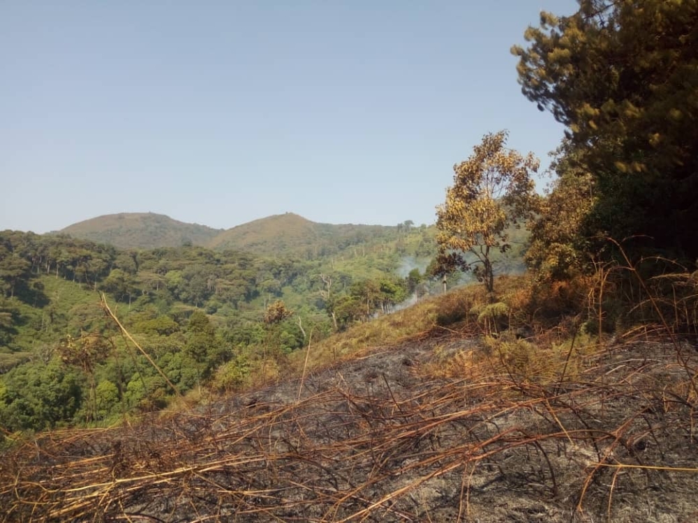 A segment of Nyungwe National Park that was burned in 2020. The Government is pursuing $10.5 million in funding to restore degraded ecosystems in the Nyungwe-Ruhango Corridor. File