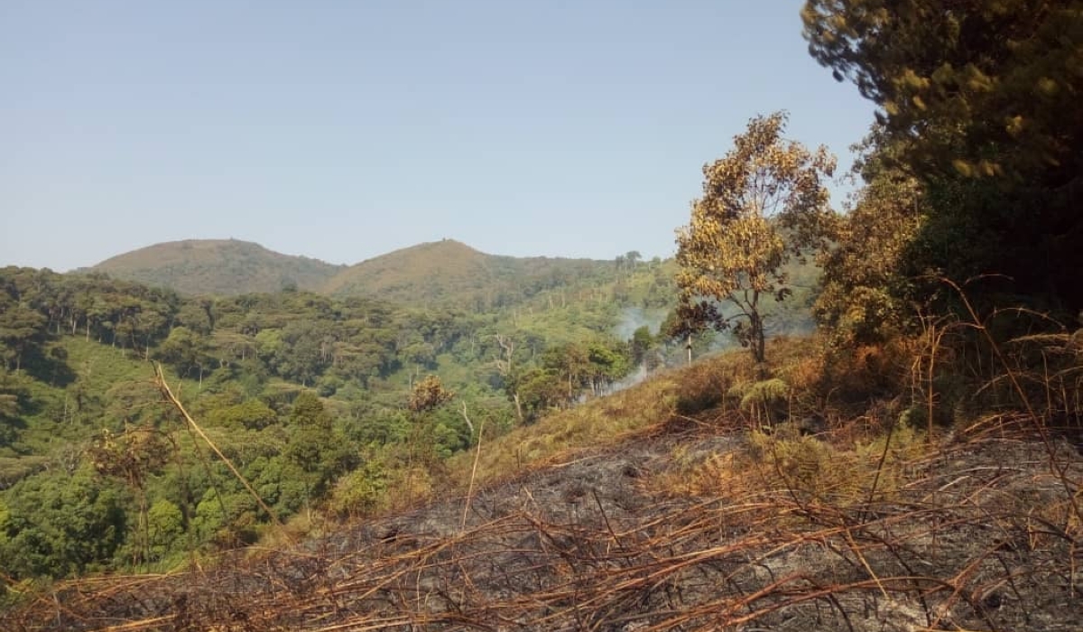 A segment of Nyungwe National Park that was burned in 2020. The Government is pursuing $10.5 million in funding to restore degraded ecosystems in the Nyungwe-Ruhango Corridor. File