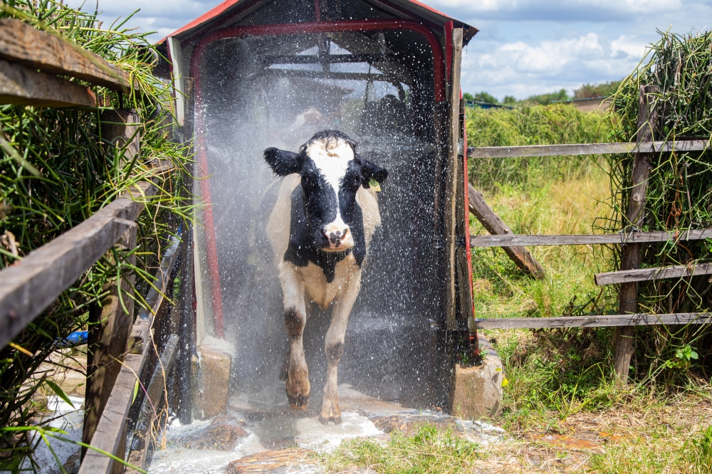 A cow undergoes a spraying exercise in one of farms in Nyagatare. Courtesy