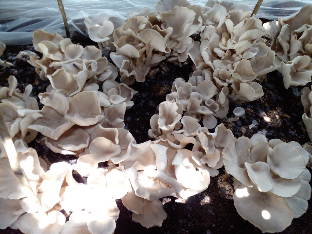 Some of mushrooms grown at at the China-Rwanda Agriculture Technology Demonstration Centre in the southern city of Huye. Many Rwandans have started to benefit from this kind of farming. Photo by Craish Bahizi