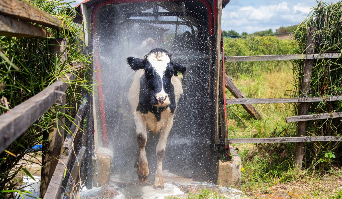 A cow undergoes a spraying exercise in one of farms in Nyagatare. Courtesy