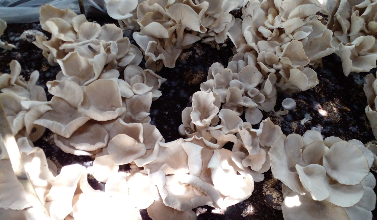 Some of mushrooms grown at at the China-Rwanda Agriculture Technology Demonstration Centre in the southern city of Huye. Many Rwandans have started to benefit from this kind of farming. Photo by Craish Bahizi