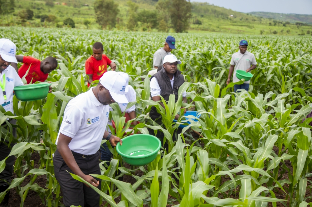 Minister Agriculture Ildephonse Musafiri visits a maize plantation during World Food Day. The Government has allocated Rwf54.2 billion for subsidies on mineral fertilisers, and seeds in  Kayonza in 2023. File