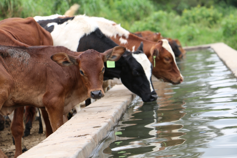 Rwanda’s dairy sector is projected to get a boost with the country’s only cattle breeding centre expected to be reinvigorated with up to $13 billion in funding. Courtesy