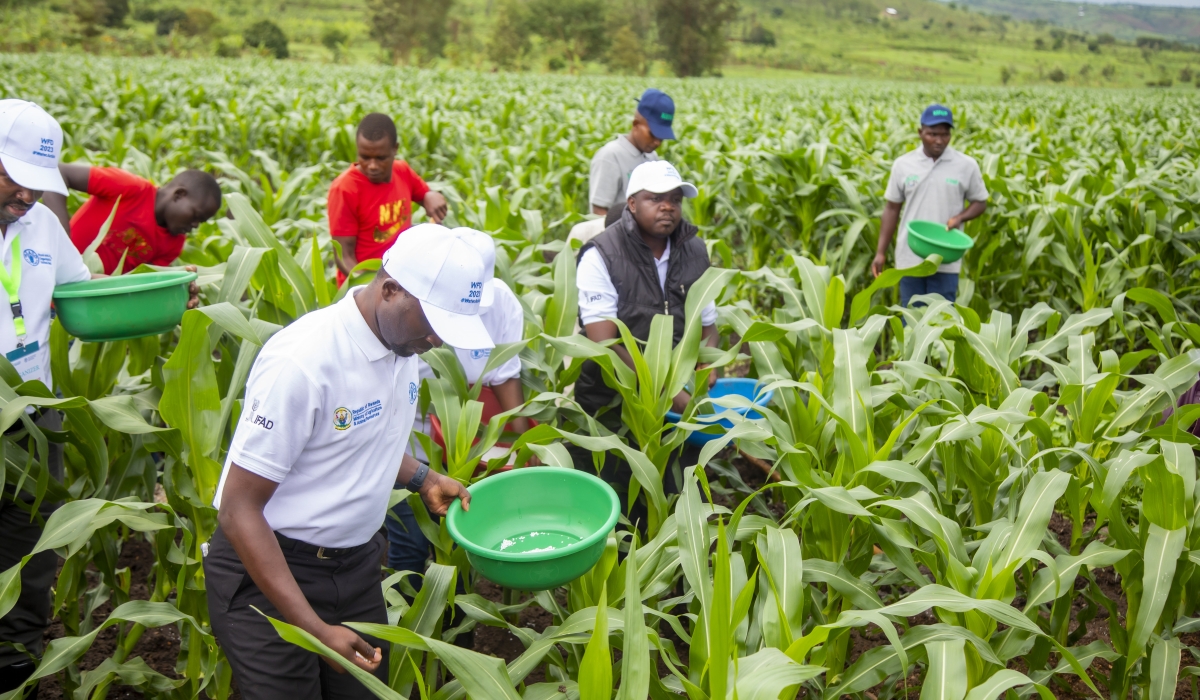 Minister Agriculture Ildephonse Musafiri visits a maize plantation during World Food Day. The Government has allocated Rwf54.2 billion for subsidies on mineral fertilisers, and seeds in  Kayonza in 2023. File