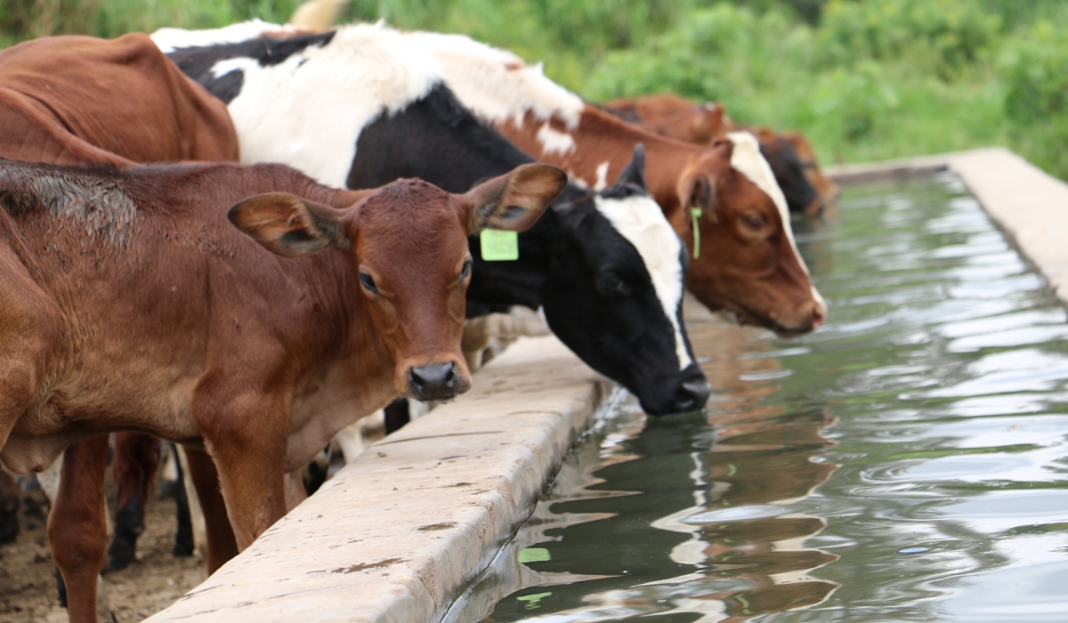 Rwanda’s dairy sector is projected to get a boost with the country’s only cattle breeding centre expected to be reinvigorated with up to $13 billion in funding. Courtesy