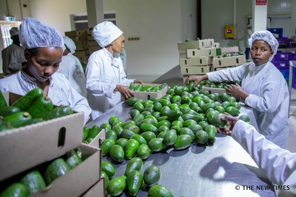 Workers sort avocadoes for exports at NAEB warehouse. Avocado is among the key value chains targeted for resource mobilization, with a total investment of $143.5 million required. File