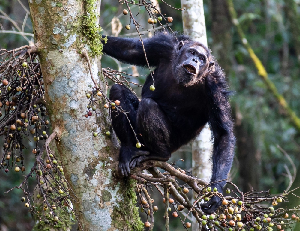 Nyungwe National Park is a must-visit destination, offering diverse activities for adventurers, conservationists, and those seeking tranquility in nature. All photos by Willy Mucyo