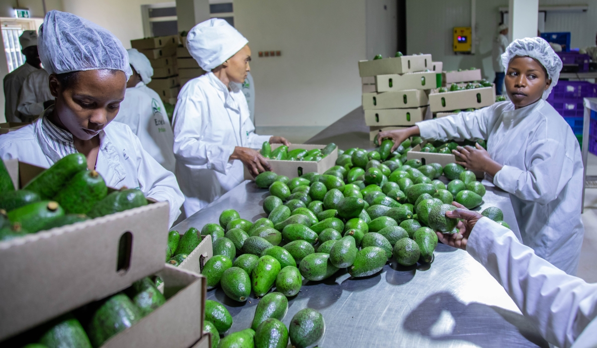 Workers sort avocadoes for exports at NAEB warehouse. Avocado is among the key value chains targeted for resource mobilization, with a total investment of $143.5 million required. File