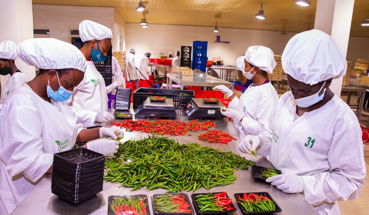 Workers sort fresh chilli for export at NAEB in Kigali.  Fisher Global Ltd based in Rwamagana District, exports 20 containers of dried chilli (amounting to about 300 tonnes as a container holds 15 tonnes) to the Asian country annually. File