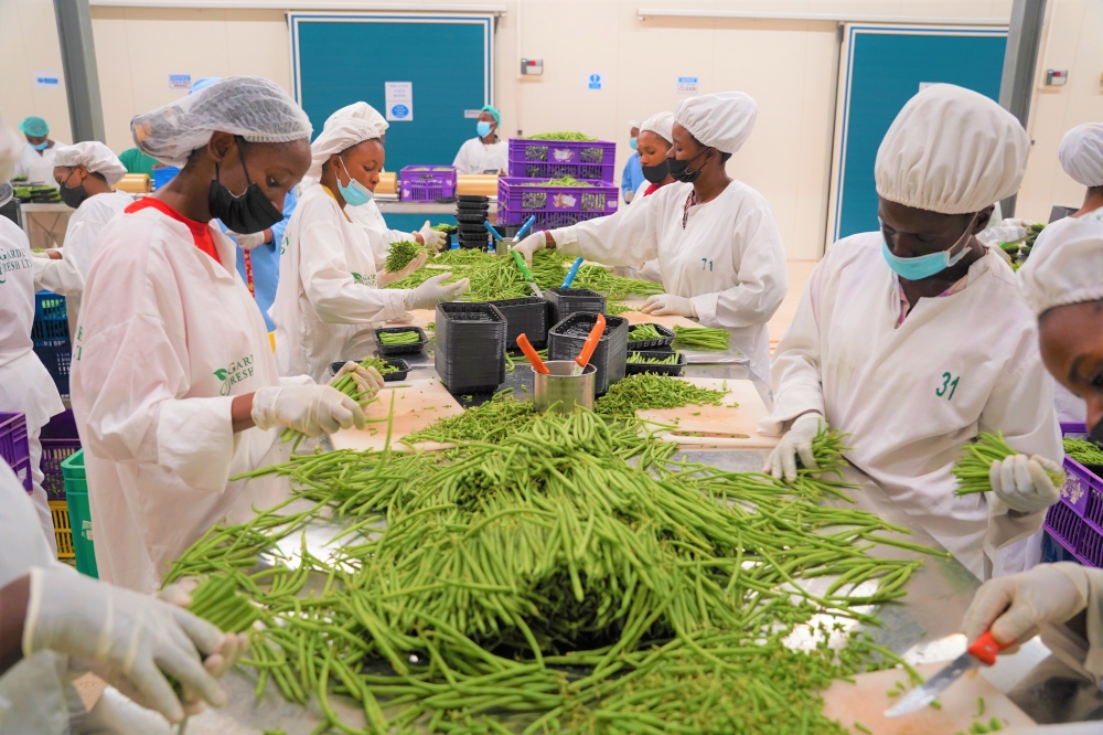 Workers sort fresh green beans for export at pack house at Kigali Special Economic Zone in Masoro. Craish BAHIZI