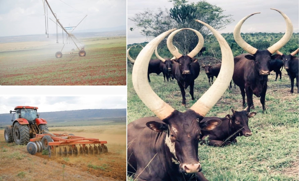 Under the NSTII,  Kayonza district will develop Ndego irrigation scheme on 2068 Ha, Establishement of land husbandry techniques in Kibare, Ihema, and Nasho catchment areas on over 500 Ha. Courtesy