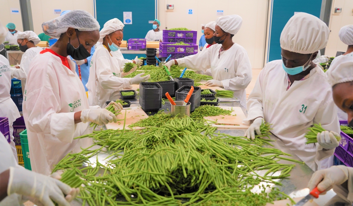 Workers sort fresh green beans for export at pack house at Kigali Special Economic Zone in Masoro. Craish BAHIZI