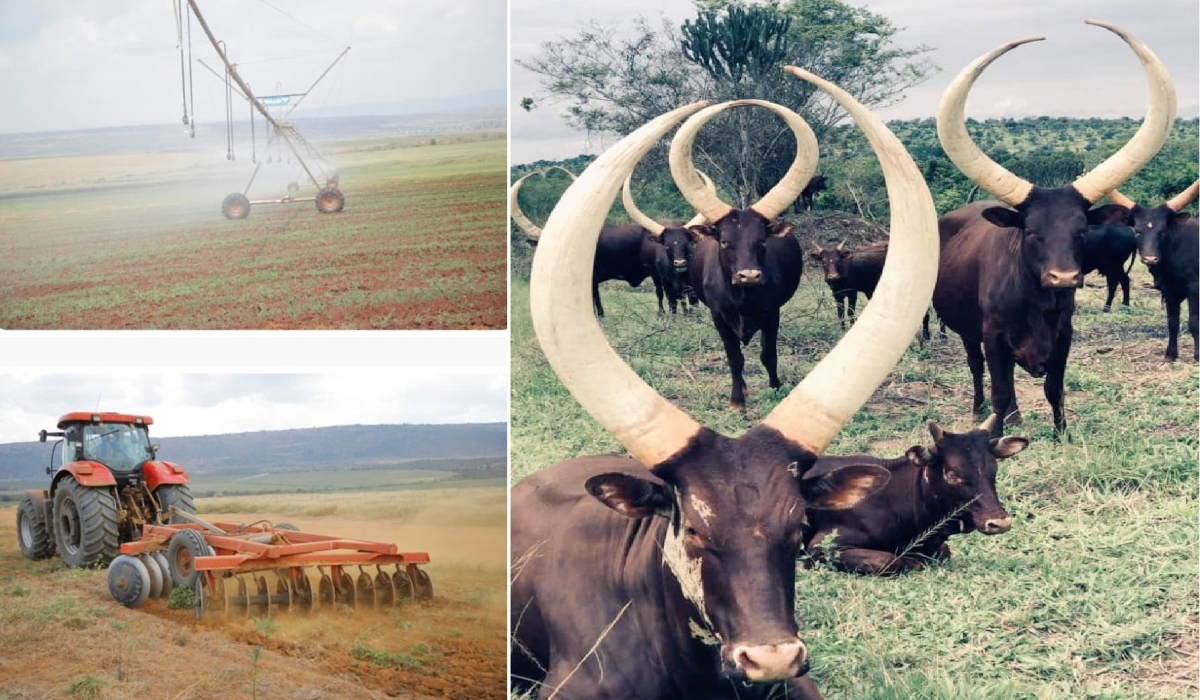 Under the NSTII,  Kayonza district will develop Ndego irrigation scheme on 2068 Ha, Establishement of land husbandry techniques in Kibare, Ihema, and Nasho catchment areas on over 500 Ha. Courtesy