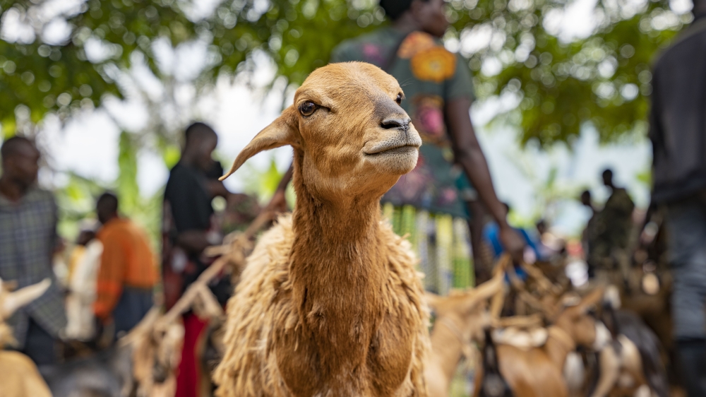 Sheep and goats in Eastern Province. Rwanda is dealing with Rift Valley Fever under One Health approach to protect the life of animals and humans. FILE