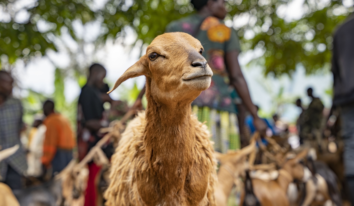 Sheep and goats in Eastern Province. Rwanda is dealing with Rift Valley Fever under One Health approach to protect the life of animals and humans. FILE