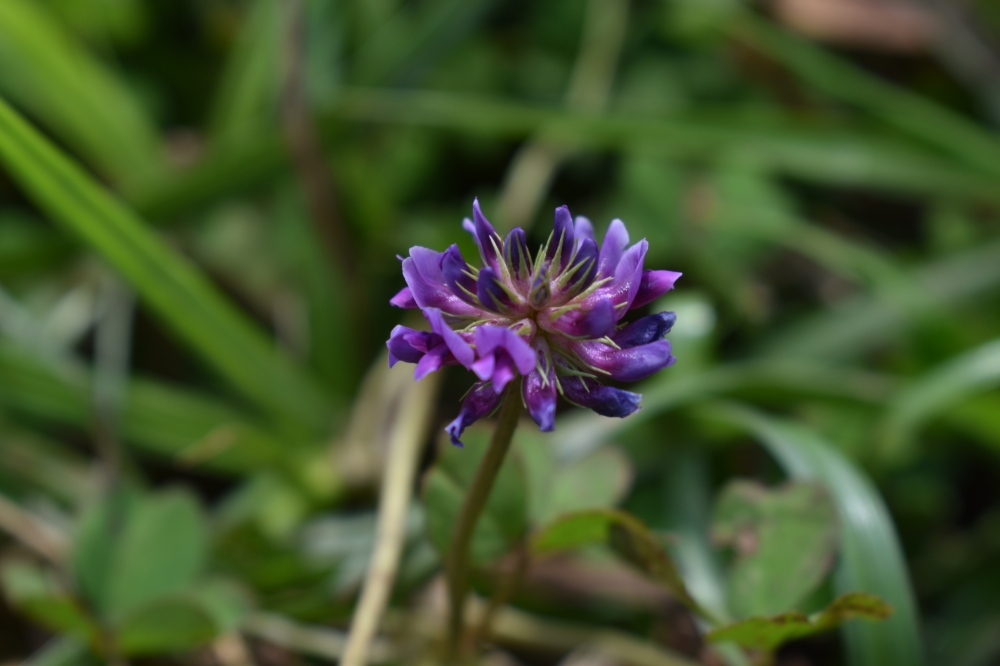 Trifolium purseglovei (endemic to the Albertine Rift)