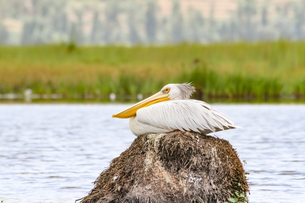 White Pelican, one of hundreds of species that the new survey has documented.