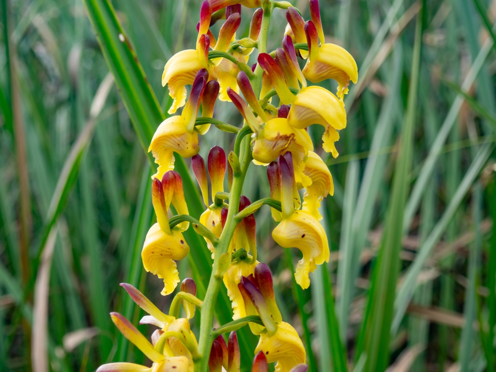 Eulophia angolensis