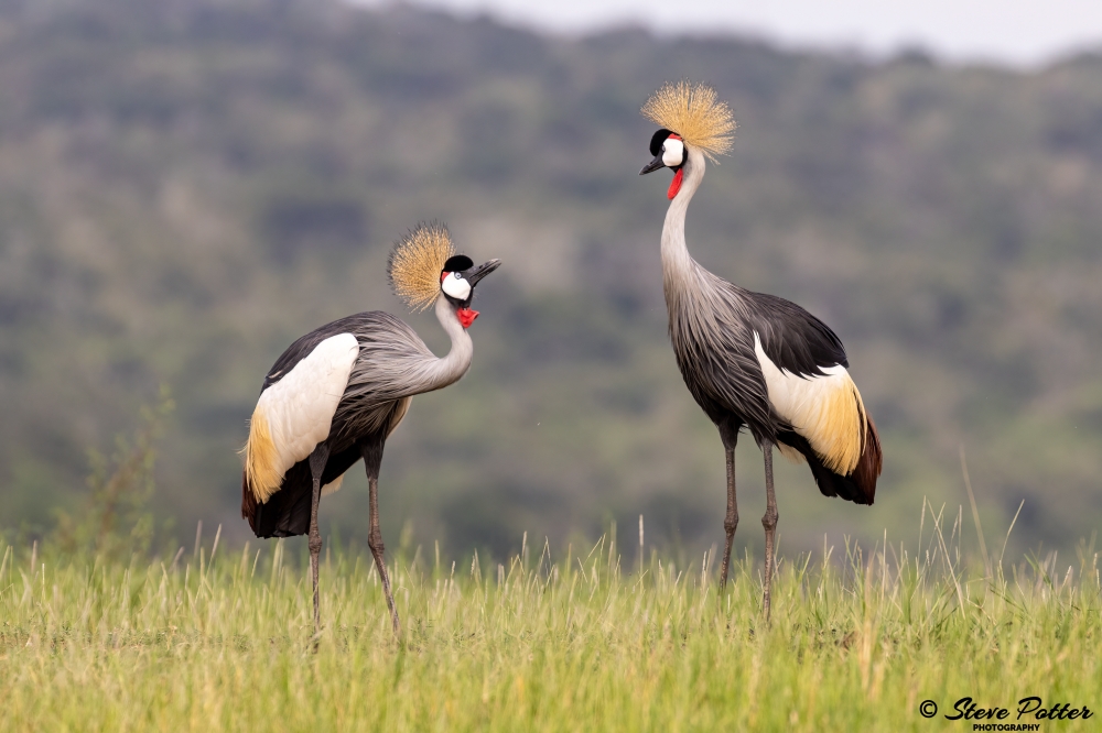 A couple of Grey Crowned Cranes. Photo by Potter