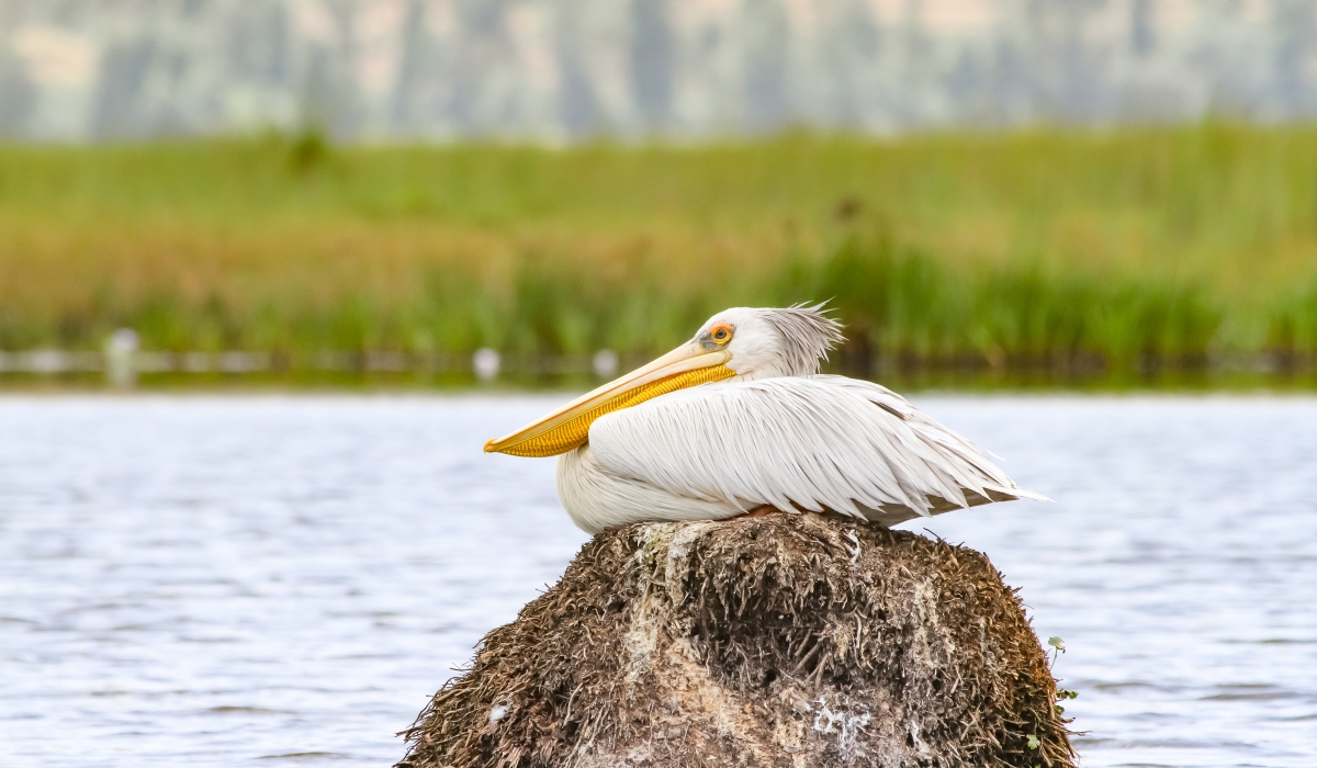 White Pelican, one of hundreds of species that the new survey has documented.