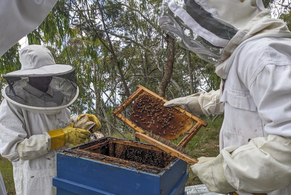 Beekeepers harvest honey in Huye District on March 14, 2024. Rwanda&#039;s annual honey production reached 7,000 tonnes as of August 2024. Photo by Moise Bahati