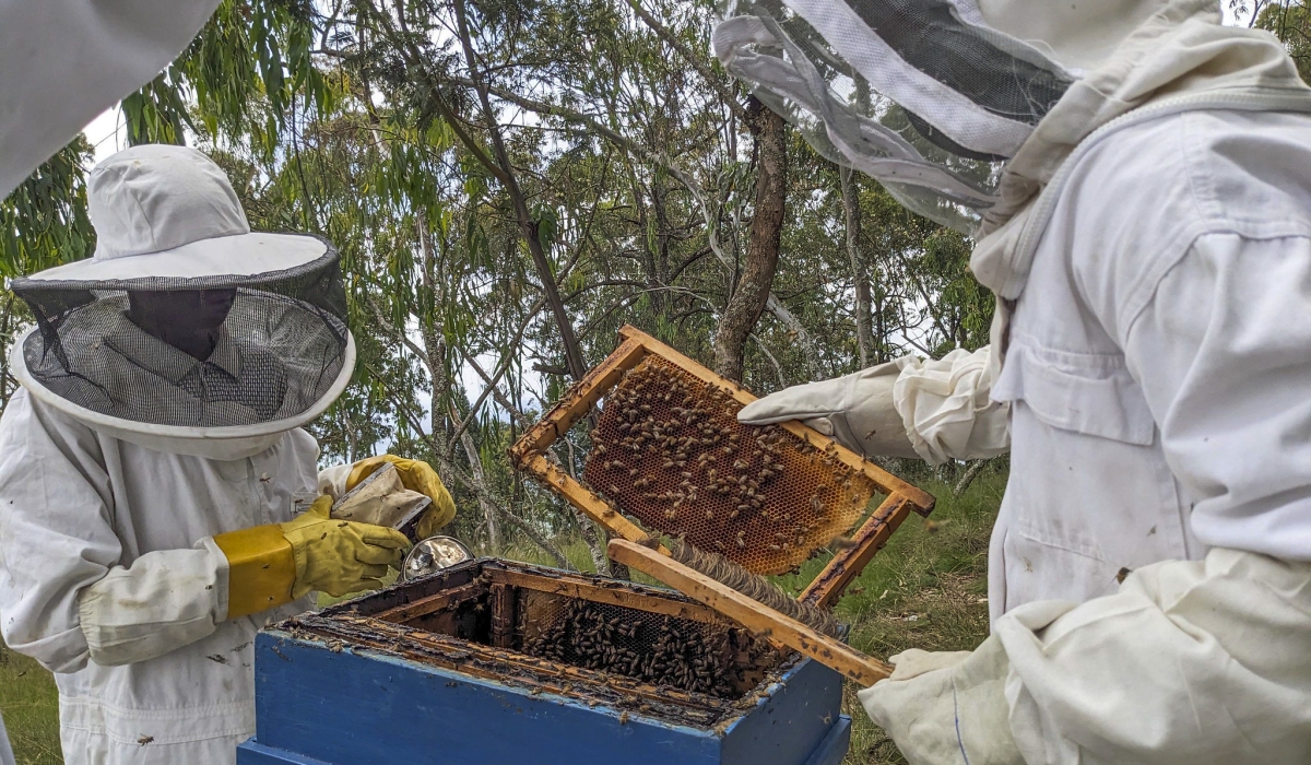 Beekeepers harvest honey in Huye District on March 14, 2024. Rwanda&#039;s annual honey production reached 7,000 tonnes as of August 2024. Photo by Moise Bahati