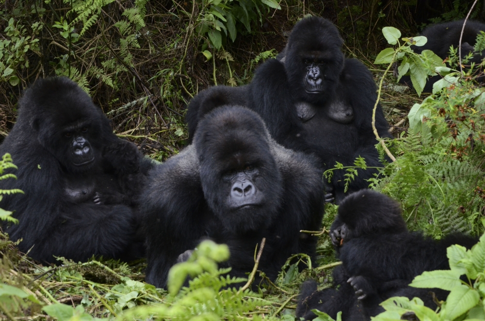 Mountain gorillas from Susa group at Kalisimbi mount in the Volcanoes National Park in Rwanda. Photo by Samuel Ngendahimana